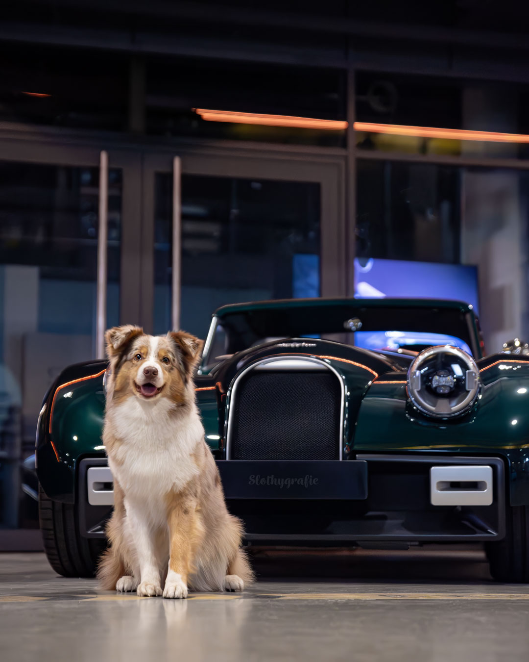 Hündin June vor einem Oldtimer in der Motorworld München