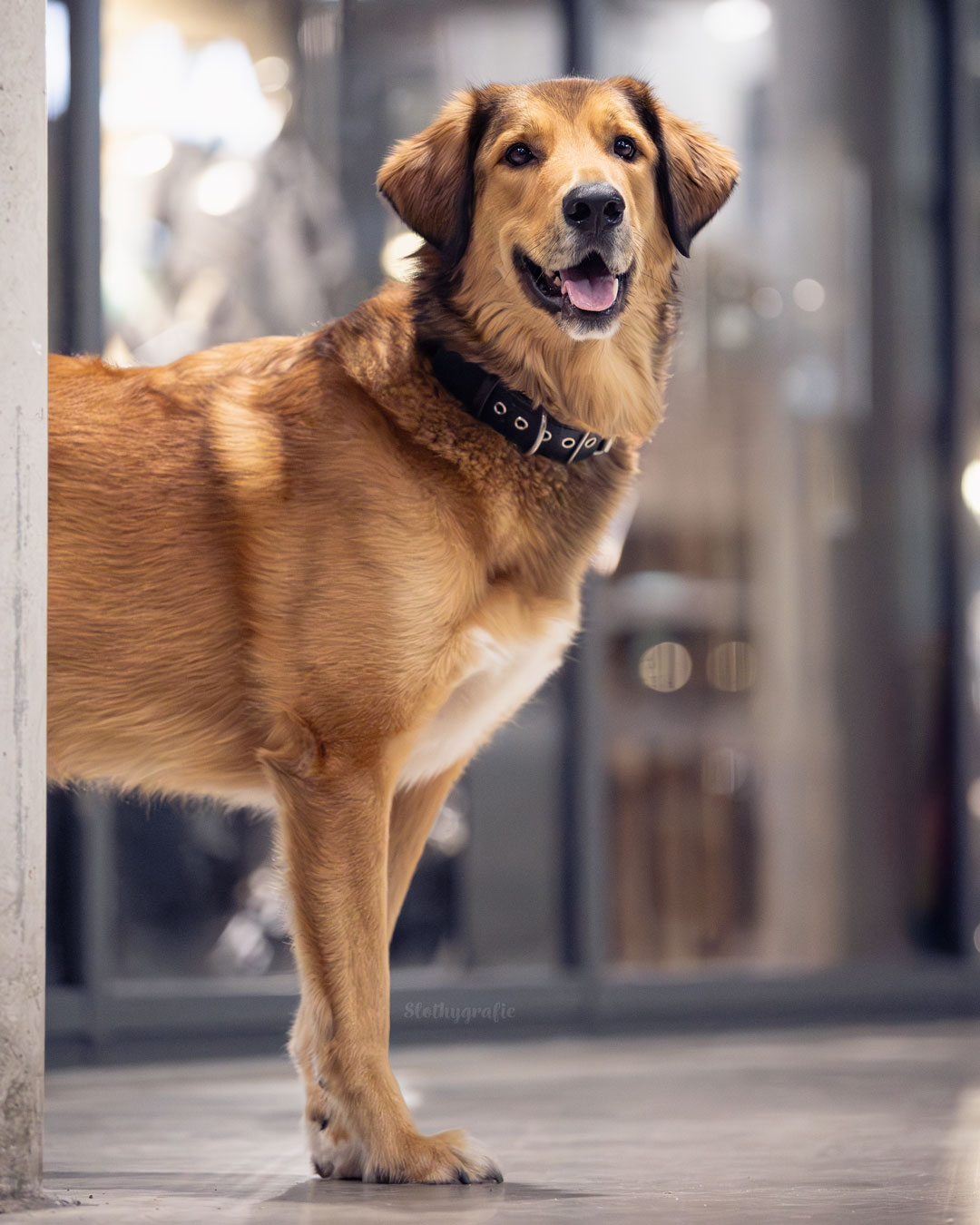 Hund Nacho bei der Motorworld München