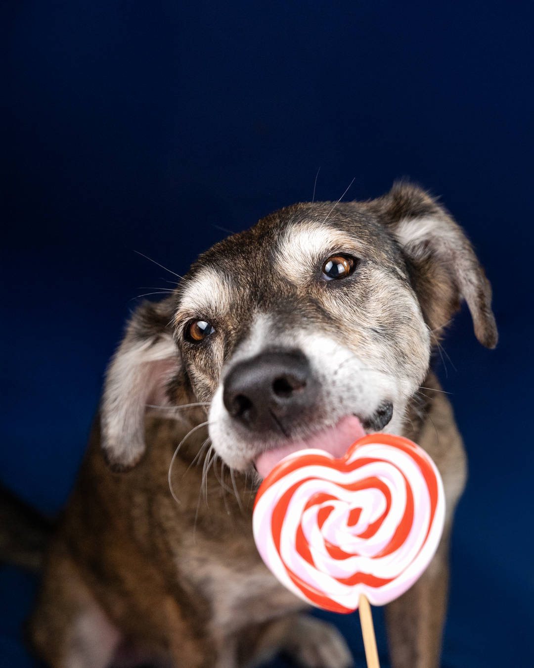 Lollishooting mit Hund in Amerdingen