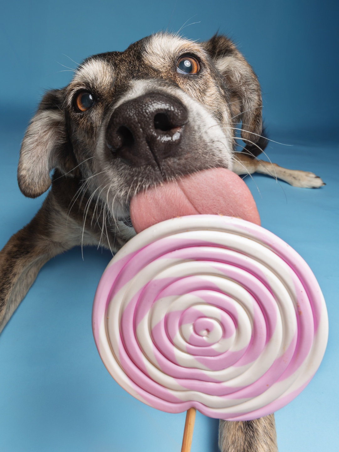 Lolli Schleck Bild mit Hund