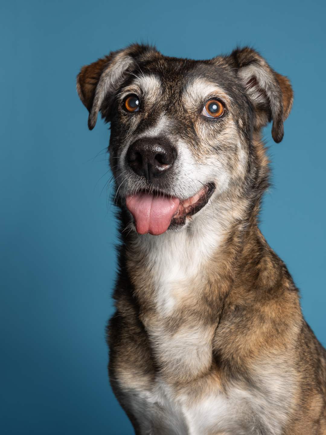 Studio Portrait mit Hund