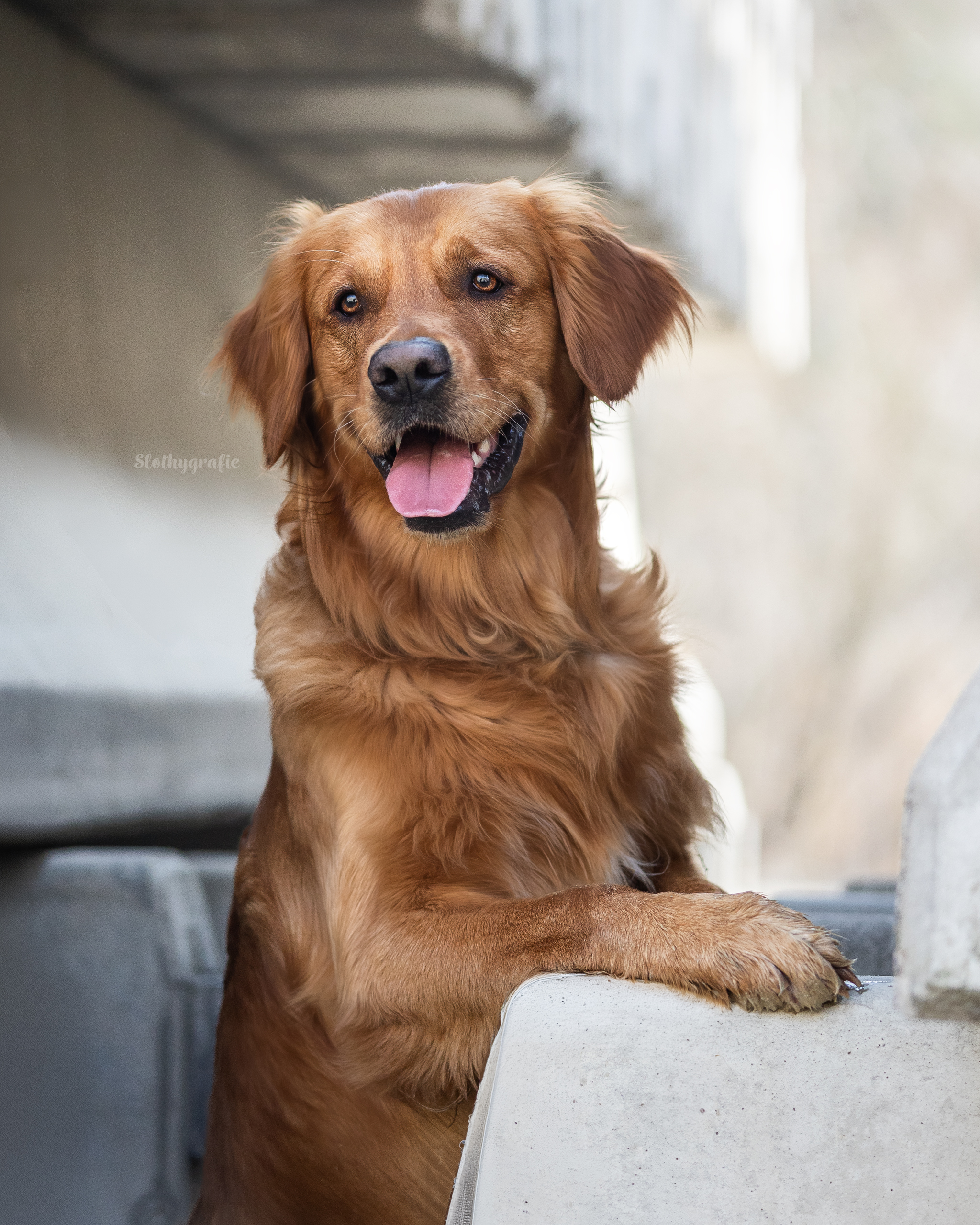 Aideni im Hundeshooting in Allershausen