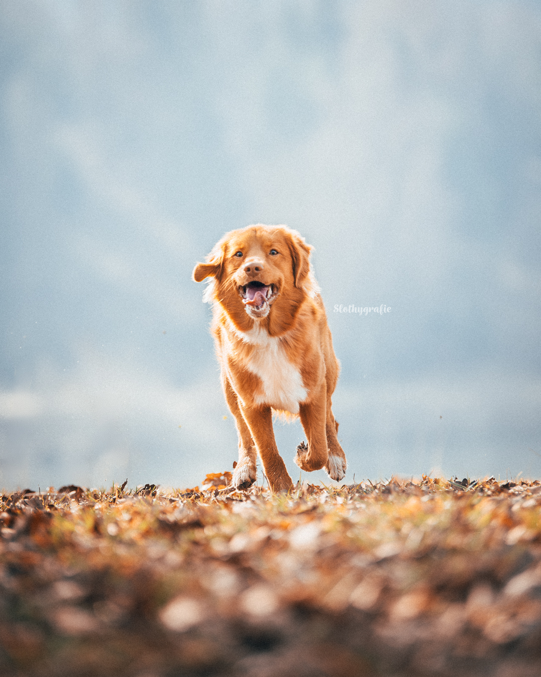 Hundeshooting mit Arkani