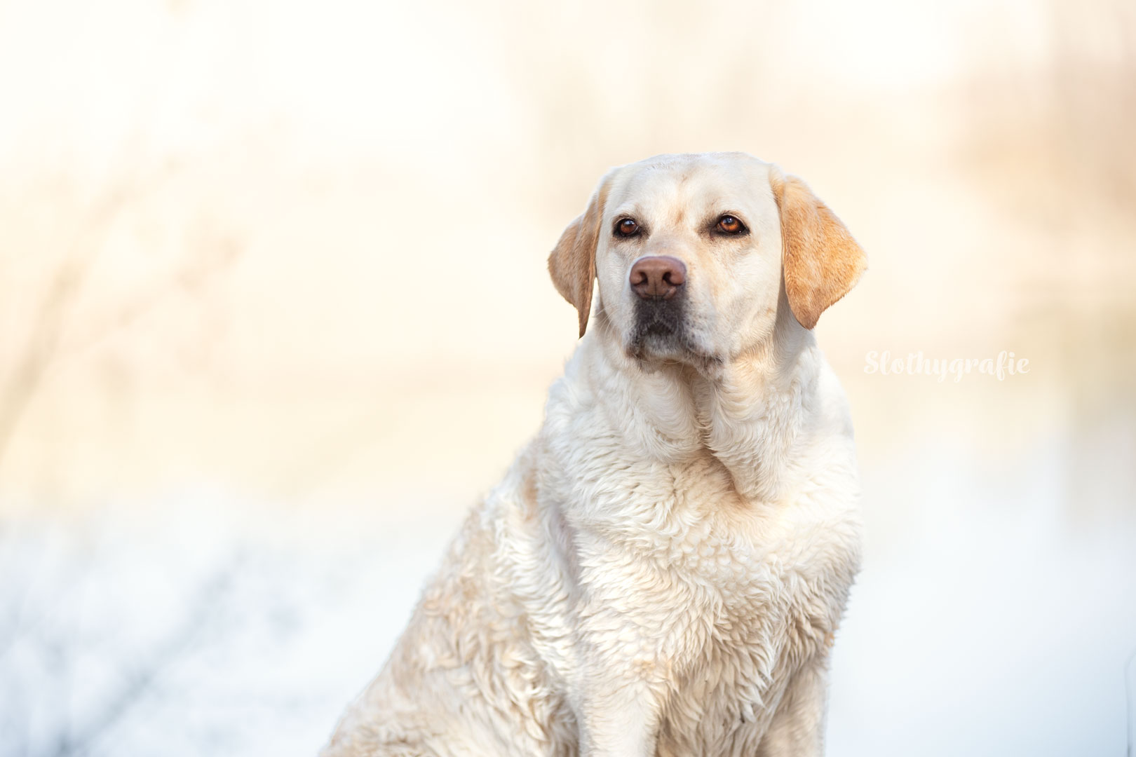 Hundeshooting mit Lizy in Allershausen