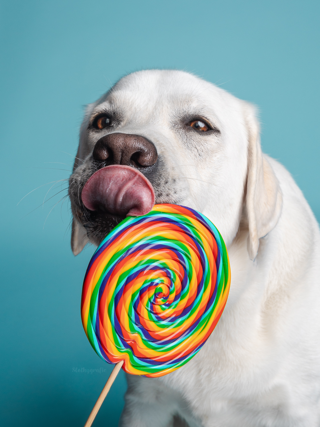 Nanuk beim Second Paws Flohmarkt 2026