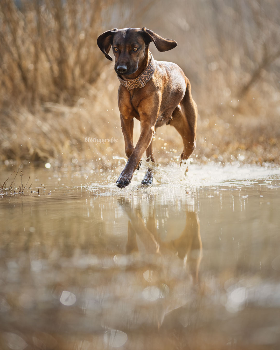 Hündin Heidi im Wasser, Hundeshooting