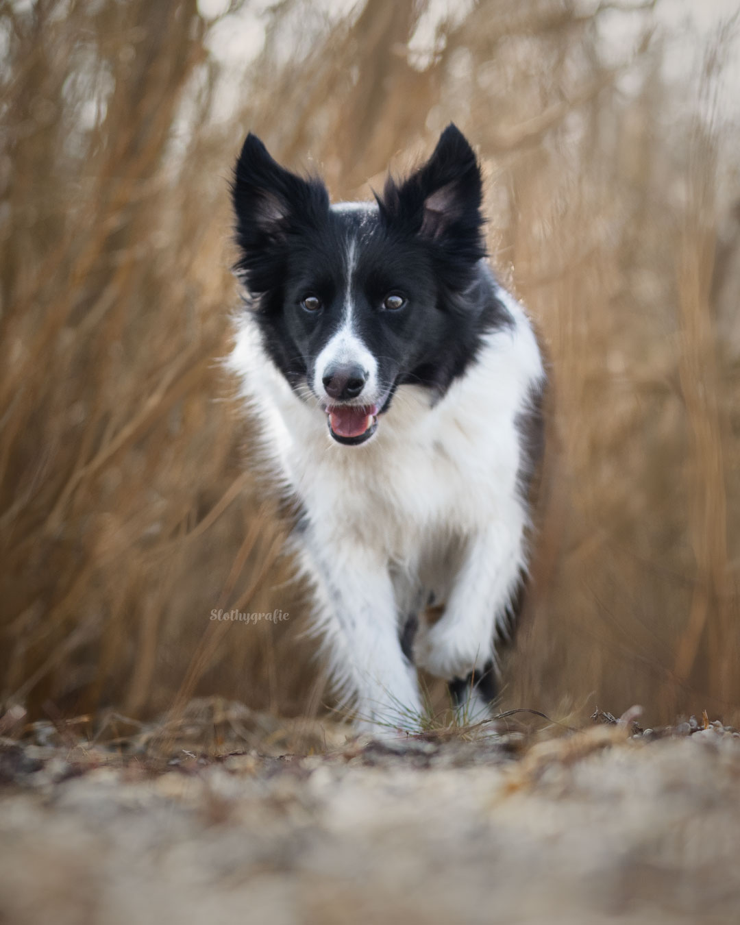 Hundeshooting am Wasser mit Wanda