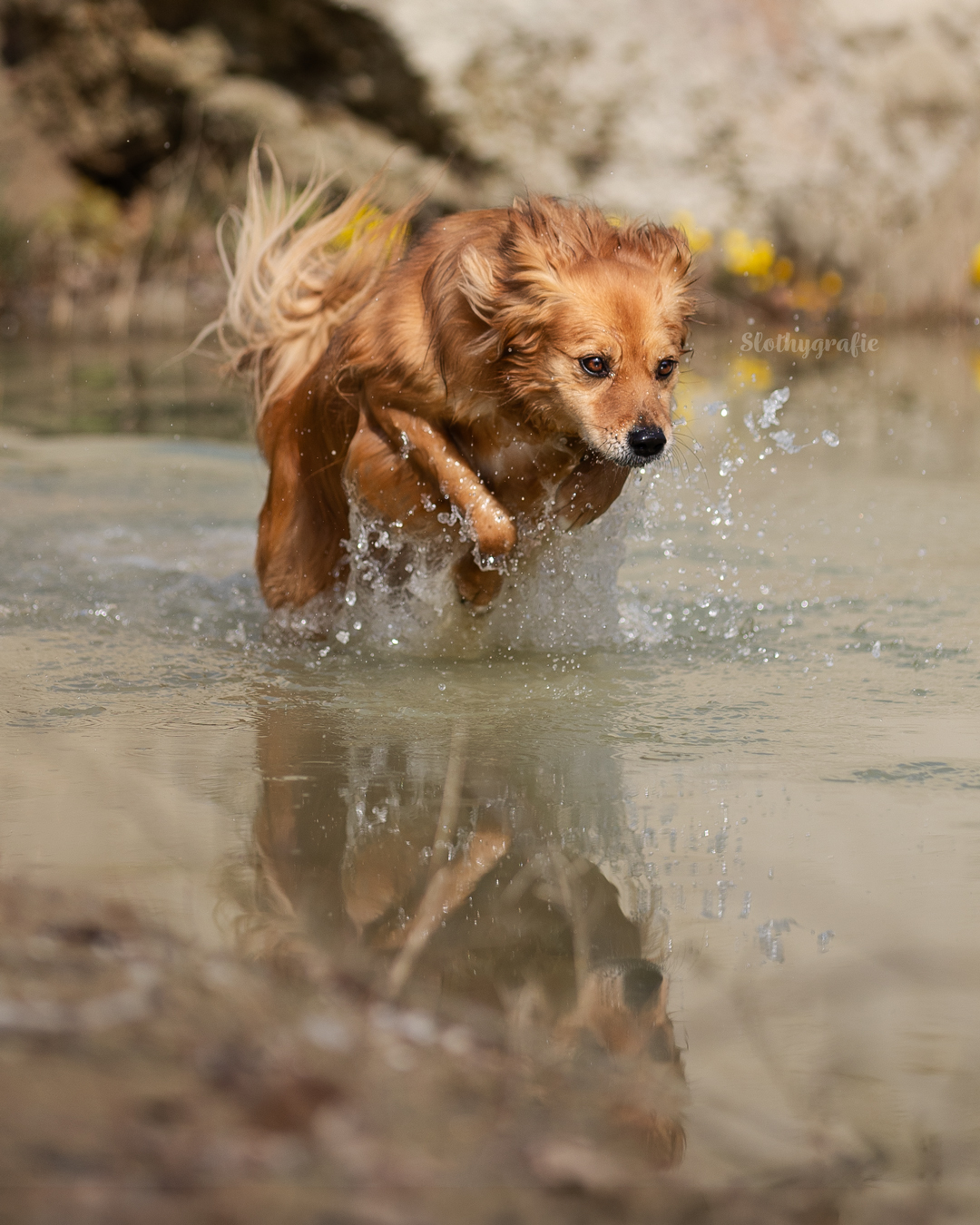 Hundeshooting mit Yoshi am Wasser